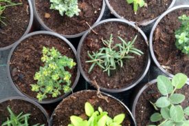 Kräuter Setzling Jungpflanzen Eigenproduktion (Andere)