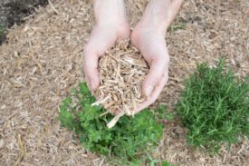 Miscanthus Mulch (Andere)