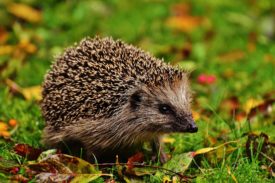 Igel (Andere)