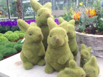 Frühling Ambiente (6)