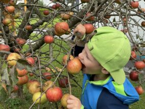 Apfelbaum mit Jamie1