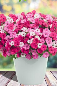 Flotter Dreier@proven winners (2)