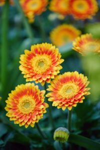 HilverdaFloristHilverdaFlorist-Garvinea-Sweet-blaze-11