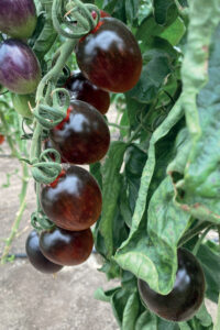 solanum_lycopersicum_cocktailtomate_black_moonF1_(TMT4210)