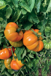 solanum_lycopersicum_tomate_grosse_frucht_ananas